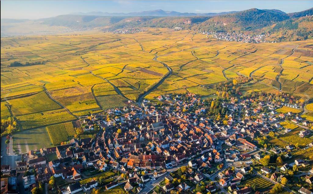 Duplex Saint Lustre, View Over Castle And Storks, 5 Mn From Colmar 엥기쉬하임 외부 사진